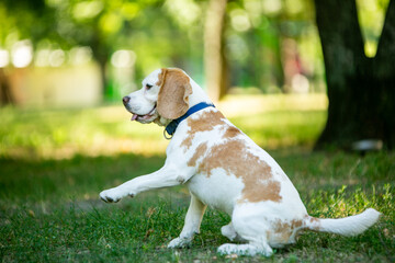 beagle puppy in the grass