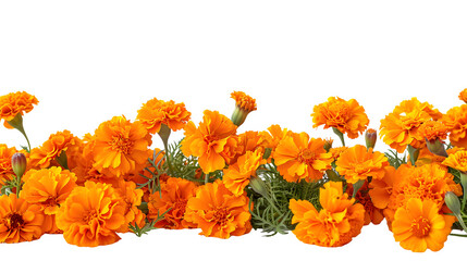 Marigold Flowers Cempasuchil for Day of the Dead, Vibrant and Iconic Mexican Cultural Symbol, Colorful and Traditional Celebration Decoration, png file, isolated on white