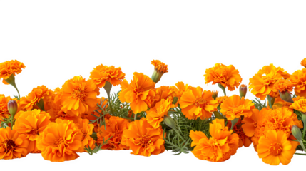 Marigold Flowers Cempasuchil for Day of the Dead, Vibrant and Iconic Mexican Cultural Symbol, Colorful and Traditional Celebration Decoration, png file, isolated on white