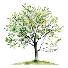 Watercolor of a Hazel tree, isolated on a white background, Hazel tree vector