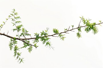 Obraz premium A bird is sitting comfortably on the top of a tree branch, with its feathers fluffed up