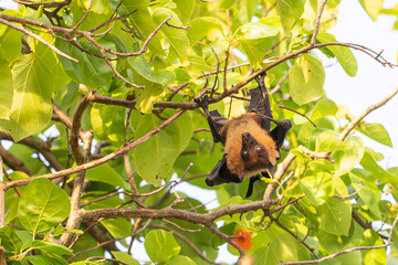 flying fox hanging upside down on a tree, bat, exotic animals
