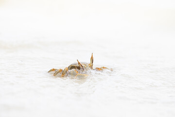 ghost crab on the sandy beach, white sand, big crab, exotic vacation