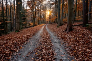 A serene pathway meanders through an autumn forest, with the setting sun's rays streaming through the tall trees, illuminating the vibrant fall foliage.