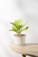 Chinese Evergreen or Aglaonema sp Rapngoenrapthong plant in pot.
