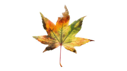 Fototapeta premium A leaf with a purple and orange hue isolated on a transparent background