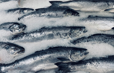Fish in Ice