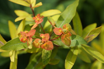 Euphorbia griffithii, the Griffith's spurge, is a species of flowering plant in the spurge family Euphorbiaceae, native to Bhutan, Tibet and south west China. Hanover Berggarten, Germany.