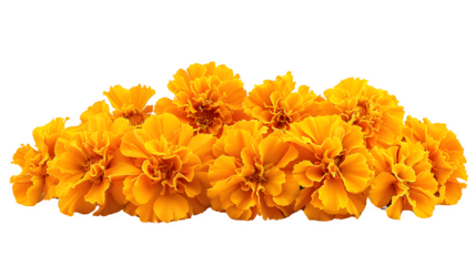 Marigold Flowers Cempasuchil for Day of the Dead, Vibrant and Iconic Mexican Cultural Symbol, Colorful and Traditional Celebration Decoration, png file, isolated on white