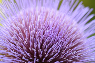 Cardoon - Cynara cardunculus