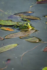 Fototapeta premium A green leafhopper rests in the water.
