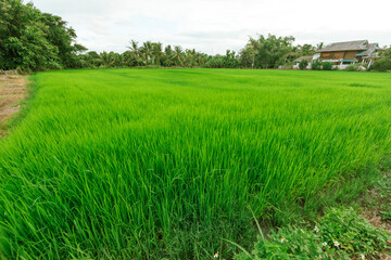 Green rice tree in the field