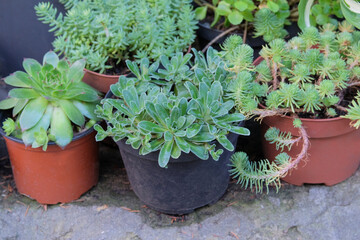 Various green succulent plants in pots. Tropical plants sold in store. Decorative potted plants. Garden market.