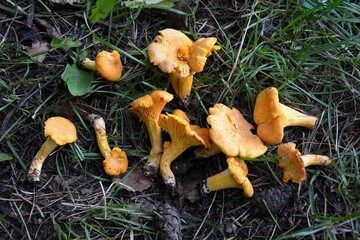 Chanterelle mushrooms collected the forest © Gold Picture