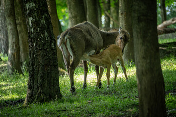 A doe sucks milk from its mother.