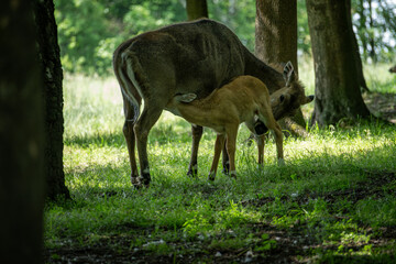 A doe sucks milk from its mother.