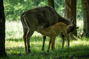 A doe sucks milk from its mother.