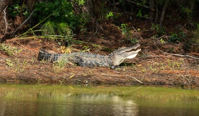 Alligator showing its teeth in North Carolina swamp