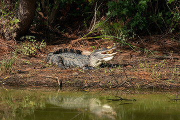 Alligator showing its  teeth