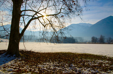 Bare Tree on the Snowy Field in Winter and Mountain With Sunlight in a sunny day in Locarno, Ticino, Switzerland.