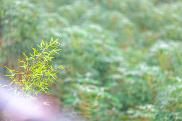 The close background of the green rice fields, the seedlings that are growing, are seen in rural areas as the main occupation of rice farmers who grow rice for sale or living.