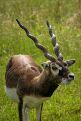 Adult antelope deer grazing outdoors.