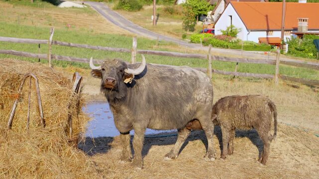 domestic buffalo feeding its young in a corral in the summer setting sun at Balaton Upland Hungary