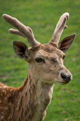 Mesopotamian fallow deer head with suede horns.