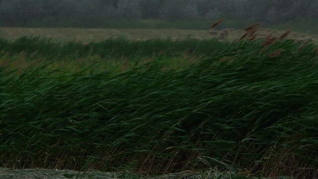A summer storm with a strong wind shakes plants, trees, grass and reeds near rural fields