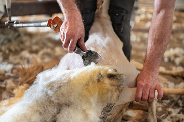 Sheep wool shearing by farmer. Shearing the wool from sheep . 