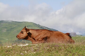 repos du ruminant en 2024