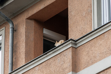 A stuffed cat sits on the railing of a loggia balcony on a residential building in Augsburg to...