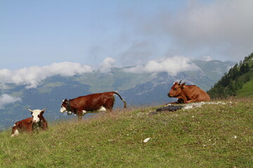 repos du ruminant en 2024