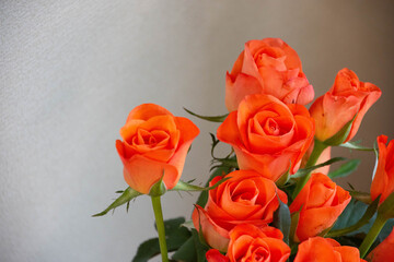 トロピカルアマゾン