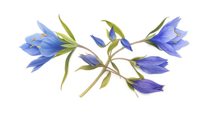 A blue flower with green leaves is shown in a white background