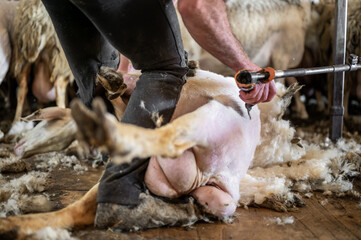 Obraz premium Sheep wool shearing by farmer. Shearing the wool from sheep . 