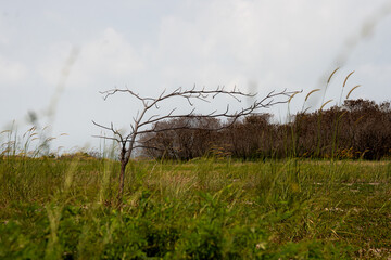grass in the morning