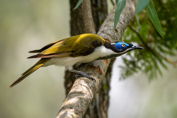 Blue-faced Honeyeater - Entomyzon cyanotis, beautiful colored perching bird from Australian open woodland, parks and gardens.