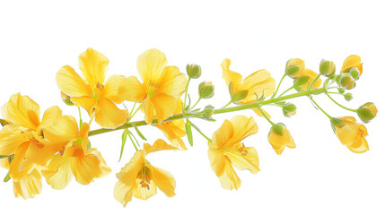 Naklejka premium Fabaceae flower blooming in spring, isolated against a white background.