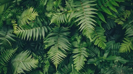 Fototapeta premium Lush Greenery