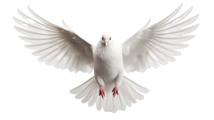 Beautiful white dove flying transparent background.