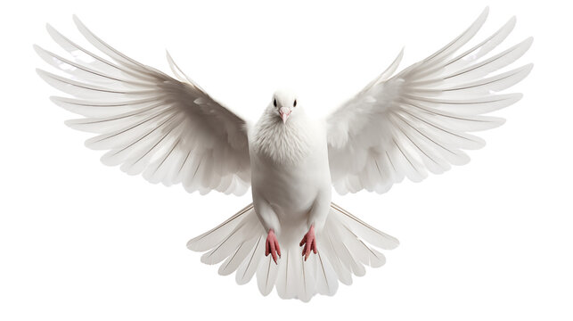 Beautiful white dove flying transparent background.