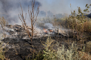 Forest and steppe fires dry completely destroy the fields and steppes during a severe drought....