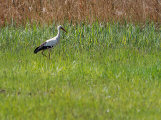 Weissstorch, Ciconia ciconia.