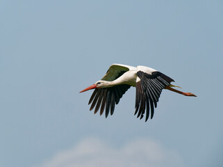 Fototapeta premium Weissstorch, Ciconia ciconia.