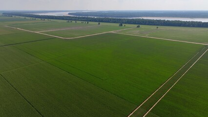 Landscape with fertile green farmland in Mississippi, crops growing in sunshine during summer months