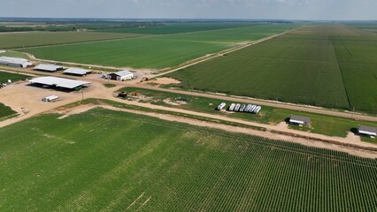 Landscape with fertile green farmland in Mississippi, crops growing in sunshine during summer months