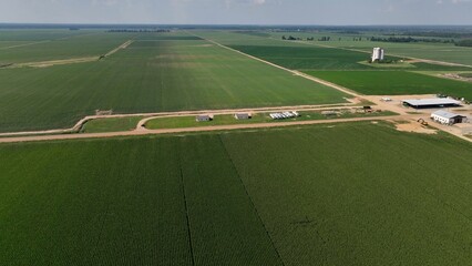 Obraz premium Landscape with fertile green farmland in Mississippi, crops growing in sunshine during summer months