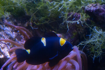 Clown fish in an aquarium.