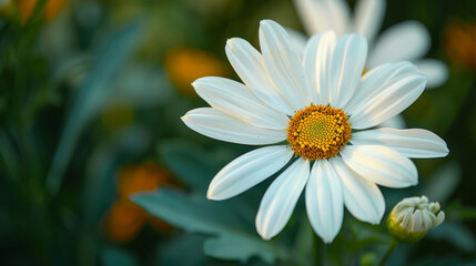 A macro picture of a white flower with a shallow depth of field (DOF).